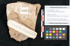 Foto (Objekt + Etikett) von Cupressites freneloides Ettingshausen (NHMW-GEO-2024-0188-8229)